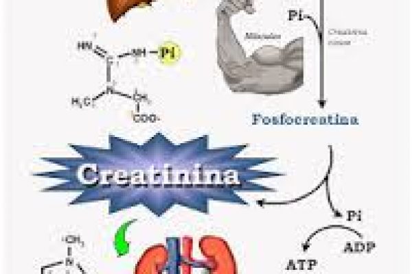 creatinina